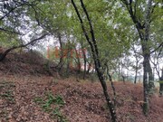 Terreno R�stico - Castro Daire, Castro Daire, Viseu - Miniatura: 7/9