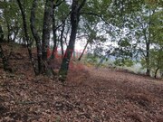 Terreno R�stico - Castro Daire, Castro Daire, Viseu - Miniatura: 8/9