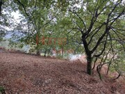 Terreno R�stico - Castro Daire, Castro Daire, Viseu - Miniatura: 9/9