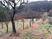 Terreno R�stico - Mangualde, Mangualde, Viseu - Miniatura: 3/9