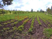 Terreno Rstico - Travass, gueda, Aveiro - Miniatura: 2/3