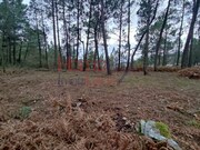 Terreno R�stico - Castro Daire, Castro Daire, Viseu - Miniatura: 6/9