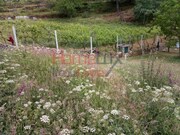 Terreno R�stico - S�o Cipriano, Resende, Viseu - Miniatura: 5/9