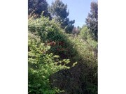 Terreno R�stico - Av�es, Lamego, Viseu - Miniatura: 6/9