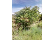 Terreno R�stico - Av�es, Lamego, Viseu - Miniatura: 7/9