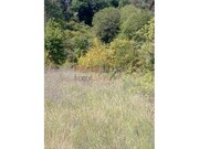 Terreno R�stico - Av�es, Lamego, Viseu - Miniatura: 9/9