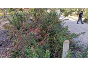 Terreno R�stico - Castel�es, Tondela, Viseu - Miniatura: 1/9