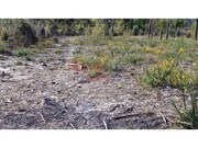 Terreno R�stico - Castel�es, Tondela, Viseu - Miniatura: 3/9