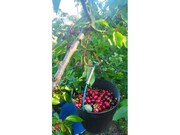 Terreno R�stico - Barr�, Resende, Viseu - Miniatura: 1/9