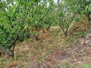 Terreno R�stico - Barr�, Resende, Viseu - Miniatura: 3/9