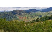 Terreno R�stico - Barr�, Resende, Viseu - Miniatura: 4/9