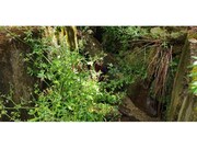 Terreno R�stico - Barr�, Resende, Viseu - Miniatura: 6/9