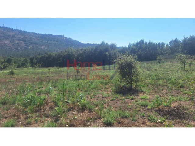 Terreno R�stico - Mangualde, Mangualde, Viseu - Imagem grande