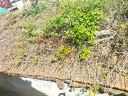 Terreno R�stico - Pedroso, Vila Nova de Gaia, Porto - Miniatura: 9/9