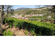 Terreno R�stico - Cambres, Lamego, Viseu - Miniatura: 6/9