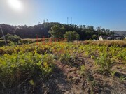 Terreno Rstico - Castro Daire, Castro Daire, Viseu - Miniatura: 2/9