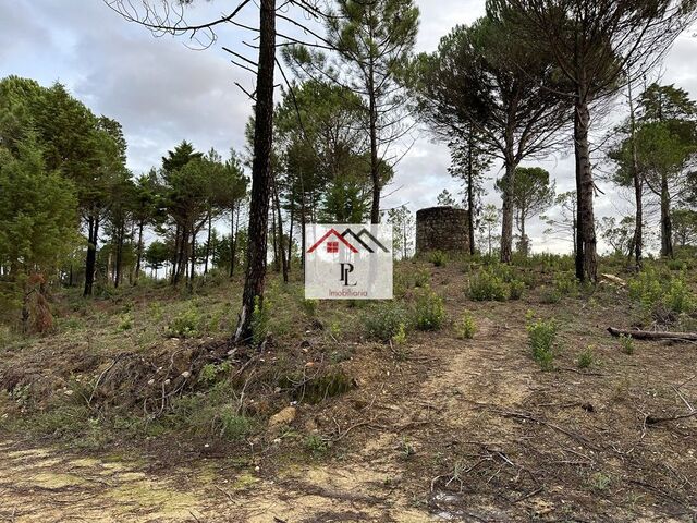 Terreno R�stico - Assafarge, Coimbra, Coimbra - Imagem grande
