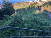 Terreno Rstico - So Martinho, Funchal, Ilha da Madeira - Miniatura: 1/2