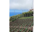 Terreno Rstico - Ribeira Brava, Ribeira Brava, Ilha da Madeira - Miniatura: 4/9