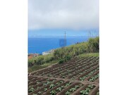 Terreno Rstico - Ribeira Brava, Ribeira Brava, Ilha da Madeira - Miniatura: 6/9
