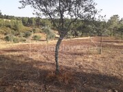 Terreno Rstico - Benquerenas, Castelo Branco, Castelo Branco - Miniatura: 8/9