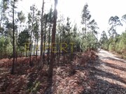 Terreno Rstico - Matas, Ourm, Santarm - Miniatura: 3/4