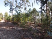 Terreno Rstico - Matas, Ourm, Santarm - Miniatura: 4/4