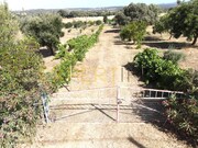 Quinta T1 - Redondo, Redondo, vora - Miniatura: 3/9