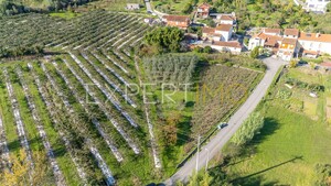 Terreno R�stico - Almalagu�s, Coimbra, Coimbra - Miniatura: 2/11