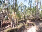 Terreno Rstico - Matas, Ourm, Santarm - Miniatura: 2/4