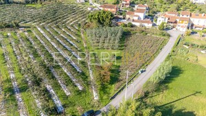 Terreno R�stico - Almalagu�s, Coimbra, Coimbra - Miniatura: 1/11