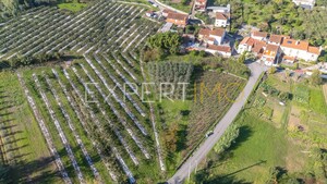 Terreno R�stico - Almalagu�s, Coimbra, Coimbra - Miniatura: 8/11