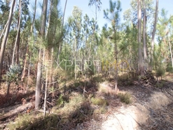 Terreno R�stico - Matas, Our�m, Santar�m - Miniatura: 2/4