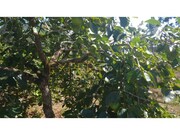 Terreno Rstico - Guia, Pombal, Leiria - Miniatura: 3/9