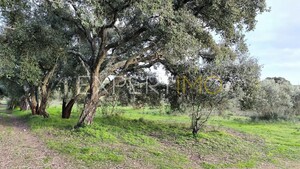 Terreno R�stico - N�o Definido, N�o Definido, N�o Definido - Miniatura: 5/24