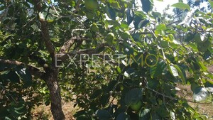 Terreno R�stico - N�o Definido, N�o Definido, N�o Definido - Miniatura: 4/13