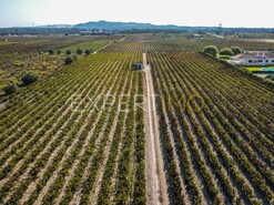 Terreno R�stico - Palmela, Palmela, Set�bal - Miniatura: 9/12