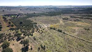 Terreno R�stico - Santa Cruz, Almod�var, Beja - Miniatura: 4/13