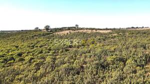Terreno R�stico - Santa Cruz, Almod�var, Beja - Miniatura: 5/13