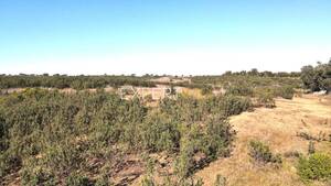 Terreno R�stico - Santa Cruz, Almod�var, Beja - Miniatura: 6/13