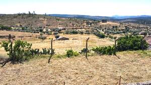 Terreno R�stico - Santana, Nisa, Portalegre - Miniatura: 7/13