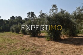 Terreno R�stico - Aguda, Figueir� dos Vinhos, Leiria - Miniatura: 8/19