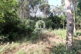 Terreno R�stico - Esmoriz, Ovar, Aveiro - Miniatura: 5/7