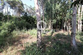 Terreno R�stico - Esmoriz, Ovar, Aveiro - Miniatura: 6/7