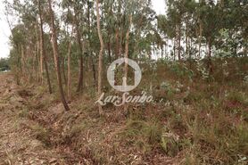 Terreno R�stico - Rio Me�o, Santa Maria da Feira, Aveiro - Miniatura: 8/20