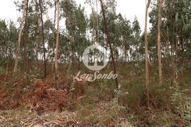 Terreno R�stico - Rio Me�o, Santa Maria da Feira, Aveiro - Miniatura: 14/20