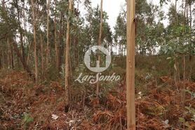 Terreno R�stico - Rio Me�o, Santa Maria da Feira, Aveiro - Miniatura: 16/20