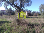 Terreno Rstico - Podentes, Penela, Coimbra - Miniatura: 5/9