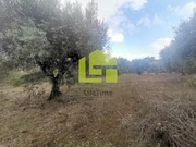 Terreno R�stico - Podentes, Penela, Coimbra - Miniatura: 8/9