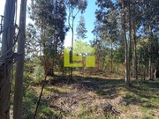 Terreno R�stico - Miranda do Corvo, Miranda do Corvo, Coimbra - Miniatura: 8/9